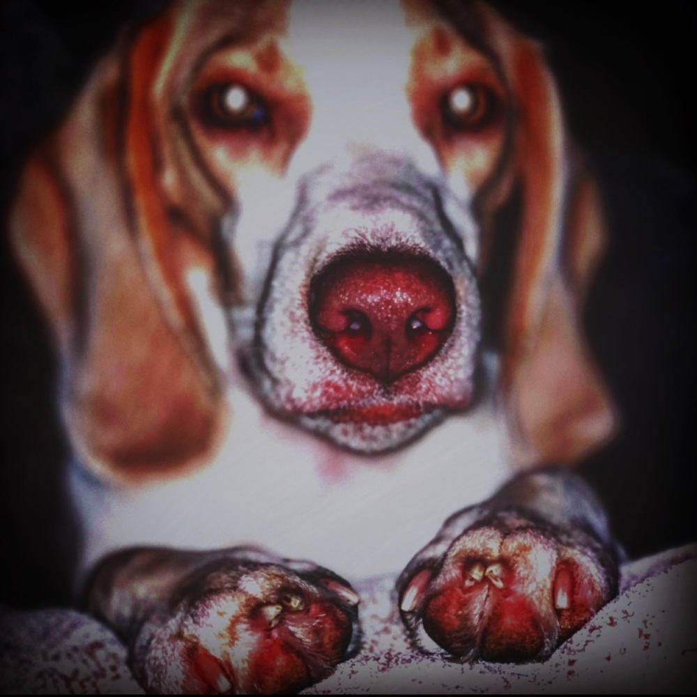 Meet your Posher, Noel